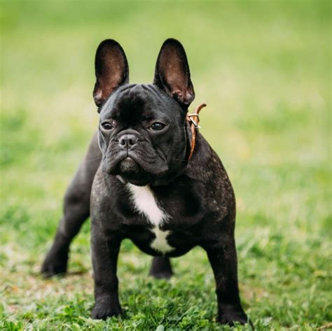 french bulldog kopen